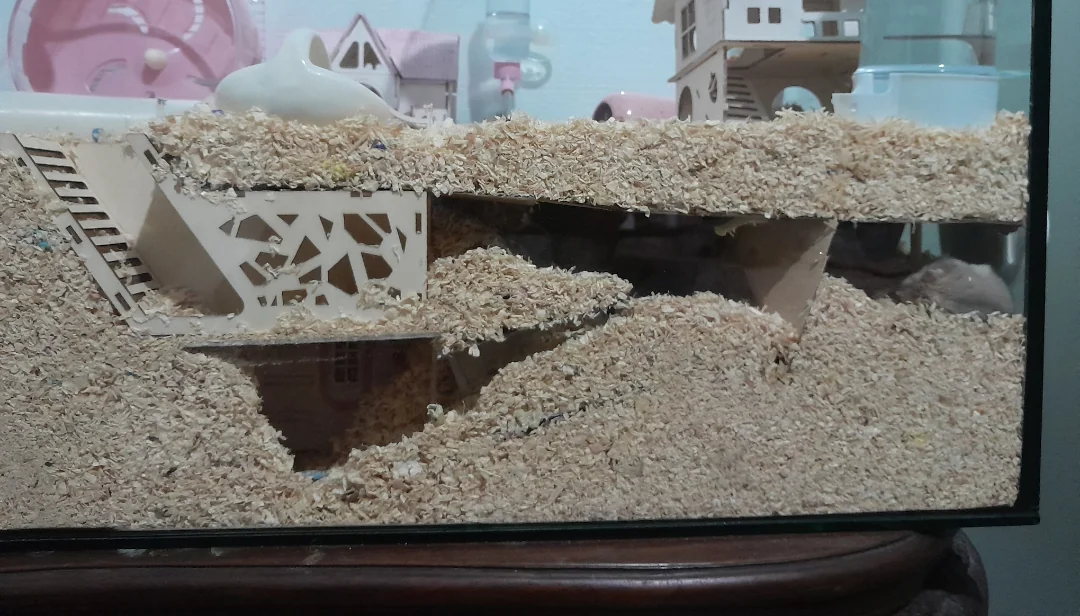 A stable hamster burrow system built inside deep bedding