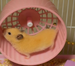 An undersized hamster wheel forcing the hamster's back to curve while running