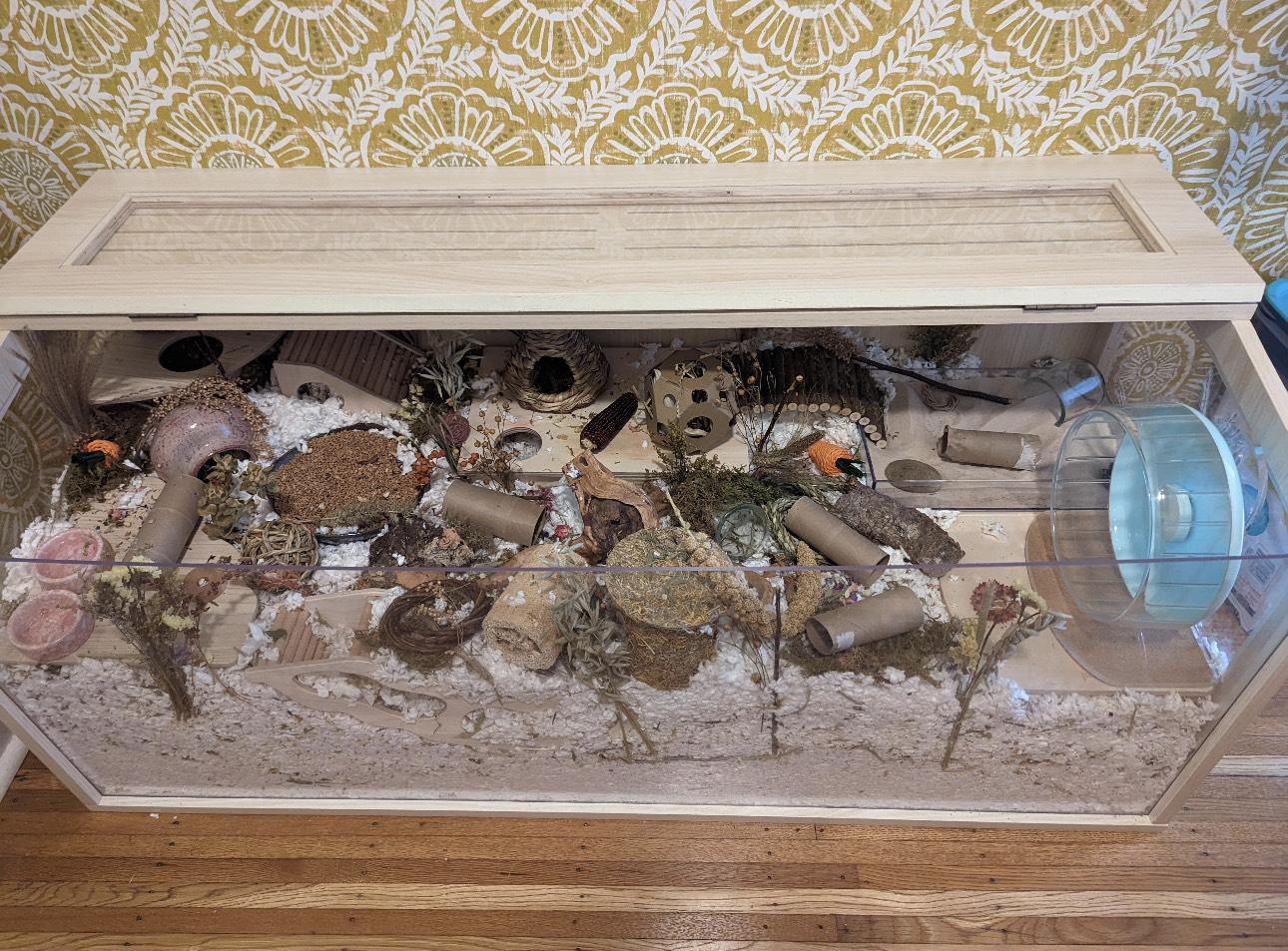 Well set up hamster enclosure