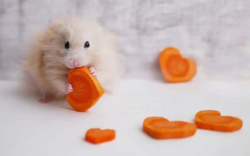 Can Hamsters Eat Carrots? Facts Should You Know!