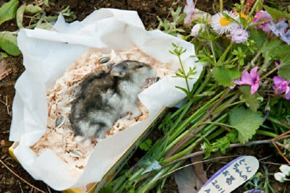 How To Hamster Died 7 Things You Should Know 585x390 