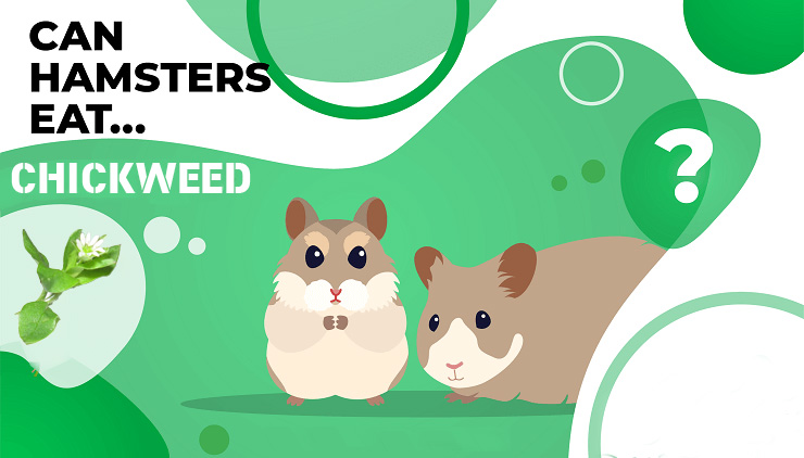 Can Hamsters Eat Chicweed: A Nutritious Green Treat
