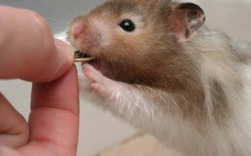 Can Hamsters Eat Crickets? Top Amazing Facts